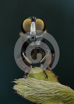 Majestic robber fly macro green