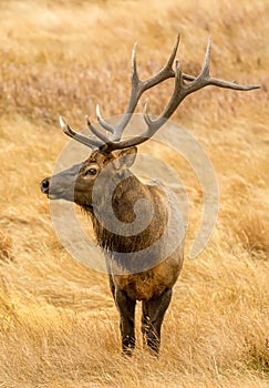 Majestic Rocky Mountain Elk