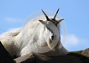 Majestic Rocky Mountain Goat, Portland, Oregon Zoo