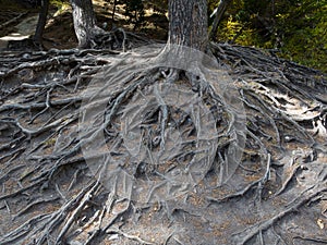 Majestic roots of a big tree exposed due to soil erosion