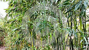 A Majestic Row of Bamboo Trees in a Forest