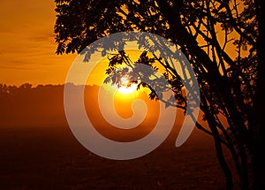 Majestic Rowan Tree Basks in Summer Sunrise Light in Northern Europe