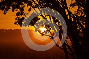 Majestic Rowan Tree Basks in Summer Sunrise Light in Northern Europe