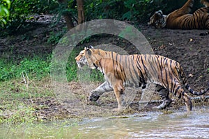 Royal Bengal Tiger Walking Stalking