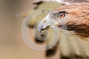 Majestic Royal Hawk eye close up.