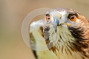 Majestic Royal Hawk eye close up.