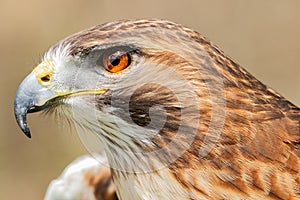 Majestic Royal Hawk eye close up.
