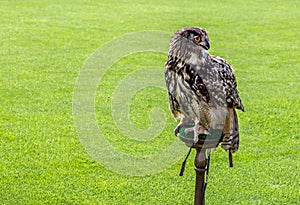 Majestic royal owl brown on grass with big orange eyes