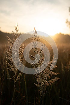 Majestic Rural Summer Landscape Awakens at Sunrise in Northern Europe