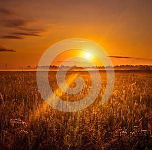 Majestic Rural Summer Landscape Awakens at Sunrise in Northern Europe