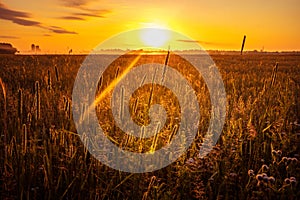 Majestic Rural Summer Landscape Awakens at Sunrise in Northern Europe