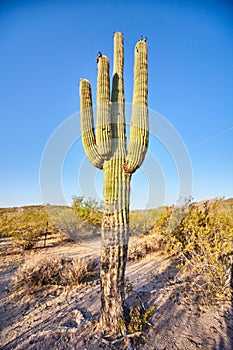 Majestic Saguaro Cactus at Golden Hour, Arizona Desert