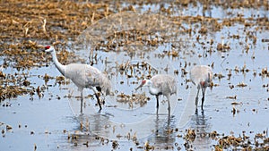 Majestic Sandhill Cranes