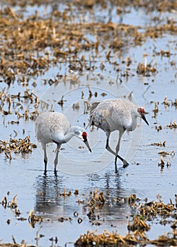 Majestic Sandhill Cranes