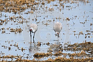 Majestic Sandhill Cranes