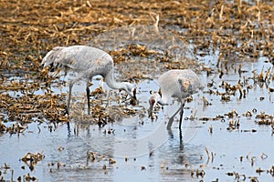 Majestic Sandhill Cranes