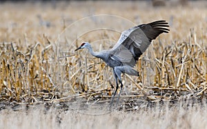 Majestic Sandhill Cranes