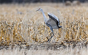 Majestic Sandhill Cranes