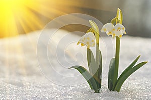 Majestic scenic view on wild spring snowdrop flowers in sunlight. Amazing golden sunbeams on wildgrowing snowdrop flowers in wildl photo