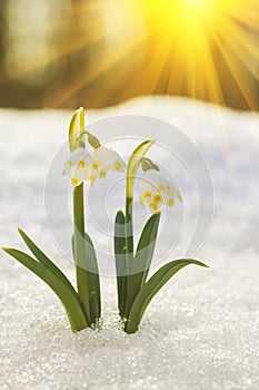 Majestic scenic view on wild spring snowdrop flowers in sunlight. Amazing golden sunbeams on wildgrowing snowdrop flowers in wildl photo
