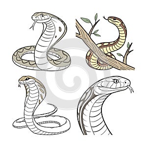 Majestic Scrub Python in Natural Habitat