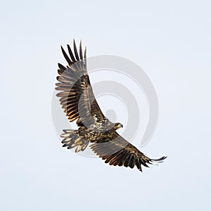 Majestic Sea eagle soaring through the sky with its wings fully outstretched