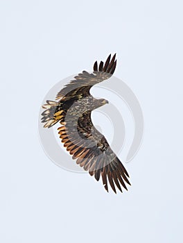 Majestic Sea eagle soaring through the sky with its wings fully outstretched