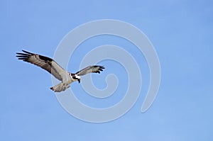 Majestic Sea Hawk Soaring High on the Outer Banks