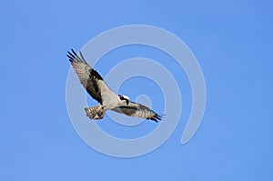 Majestic Sea Hawk Soaring High on the Outer Banks