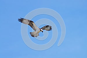 Majestic Sea Hawk Soaring High on the Outer Banks