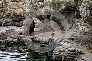 Majestic Sea Lion Basking on Rocky Shore