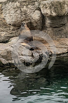 Majestic Sea Lion Basking on Rocky Shore