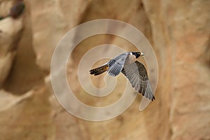 Majestic Shaheen falcon bird soaring over a rugged cliffside landscape