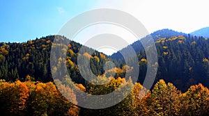 Majestic shot of a densely forested mountain range covered with a colorful lush autumn vegetation