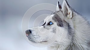 Majestic siberian husky puppy with striking blue eyes in snowy wilderness adventures