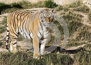 Majestic Siberian Tiger standing in a grassy field on a sunny day