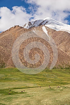 Majestic snow capped mountain peak with green alpine meadows