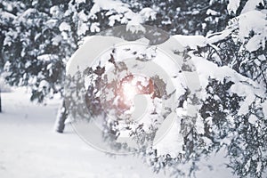 Majestic snow covered spruces