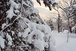 Majestic snow covered spruces after strong snowfall