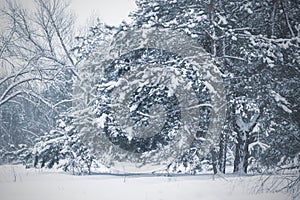 Majestic snow covered spruces after strong snowfall