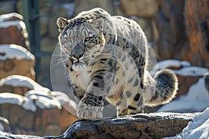 Majestic Snow Leopard Striding on Rocky Terrain under Sunlight, Endangered Wild Cat in Natural Habitat