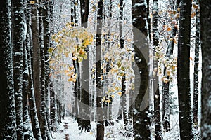 Majestic snowy alley with last yellow autumn leaves