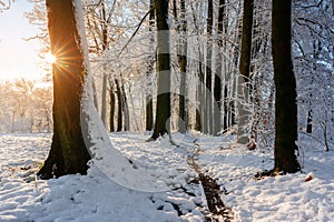 Majestic snowy alley with sun star