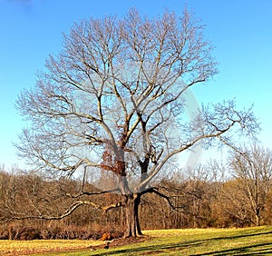 Majestic Southern Tree