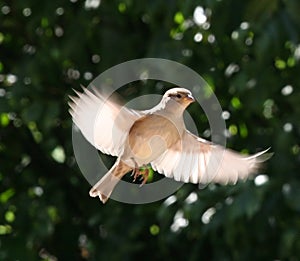 Majestic Sparrow photo