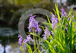 Majestic spring Bluebells seen growing by a nearby pond.