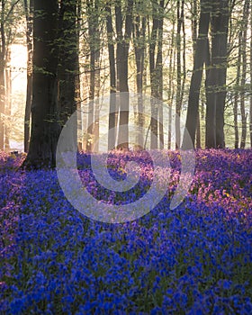 Majestic Spring landscape image of colorful bluebell flowers in woodland