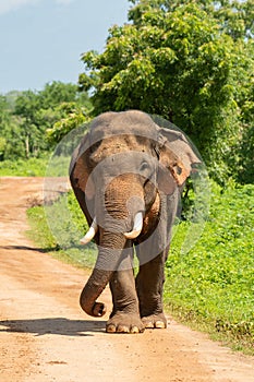 Majestic Sri Lankan Tusker Wall Print