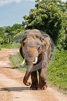 Majestic Sri Lankan Tusker Wall Print