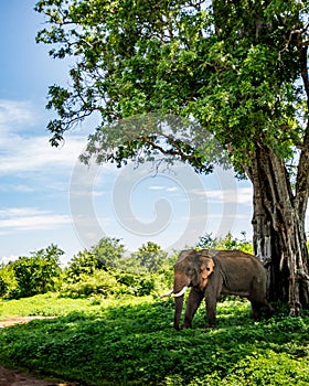 Majestic Sri Lankan Tusker Wall Print